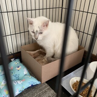 急募★人慣れ抜群　白ネコくん
