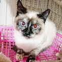 【ミューザ】おかげさまで里親様が決まりました。