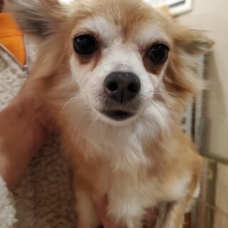 ロングコートチワワ♪ゆかちゃん♪里親絶賛募集中！