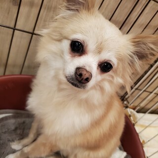 ロングコートチワワ♪あやちゃん♪里親絶賛募集中！