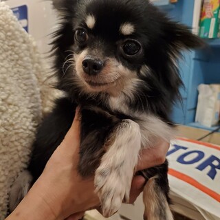 ロングコートチワワ♪りさちゃん♪里親絶賛募集中！