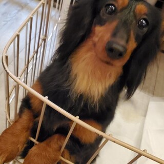 ミニチュアダックス♪まぁちゃん♪里親絶賛募集中！