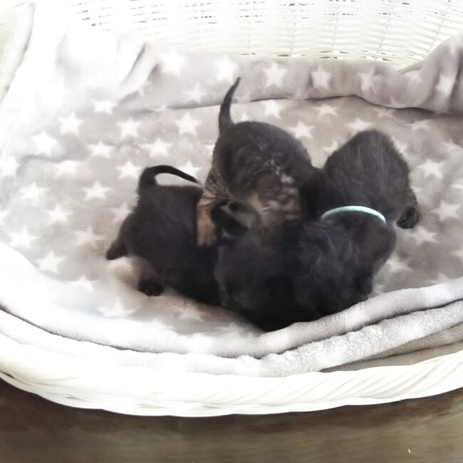 アポロとルナのうちのカバー写真