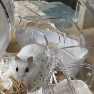 ハムスターの新しい家族探してます！