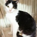 【ルフロン】とってもびびりな白黒ハチワレ女子