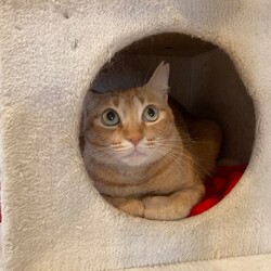 「つくしのお話」サムネイル3