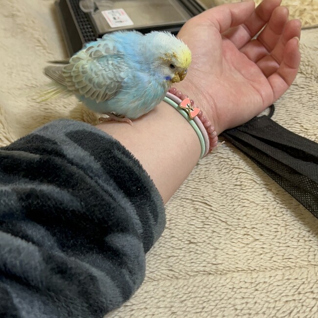 樹里379のカバー写真