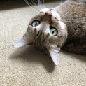 トライアル中★グリーンアイ愛情深い優しい猫