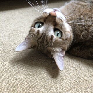 トライアル中★グリーンアイ愛情深い優しい猫