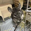チンチラ