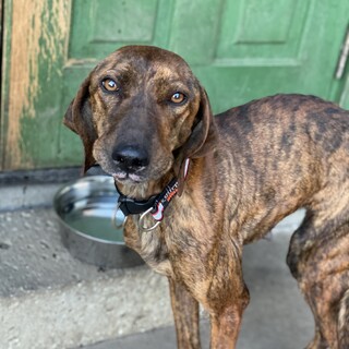 プロットハウンド【ココア】トライアル予定