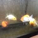 らんちゅう　4匹