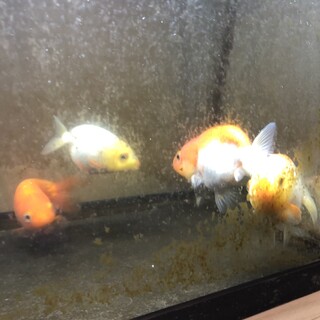 らんちゅう　4匹