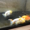 らんちゅう　4匹 サムネイル2