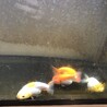 らんちゅう　4匹 サムネイル3