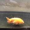 らんちゅう　4匹 サムネイル4