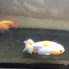 らんちゅう　4匹 サムネイル5