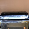 らんちゅう　4匹 サムネイル6