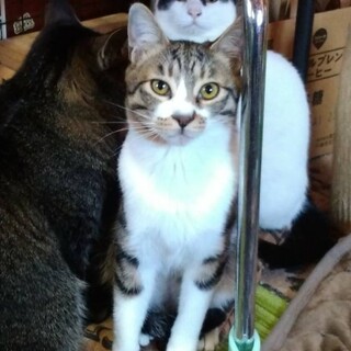 【子猫】元気いっぱいお兄ちゃん！タビくん