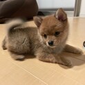 ポメラニアンと豆柴MIX応募多数一時中断