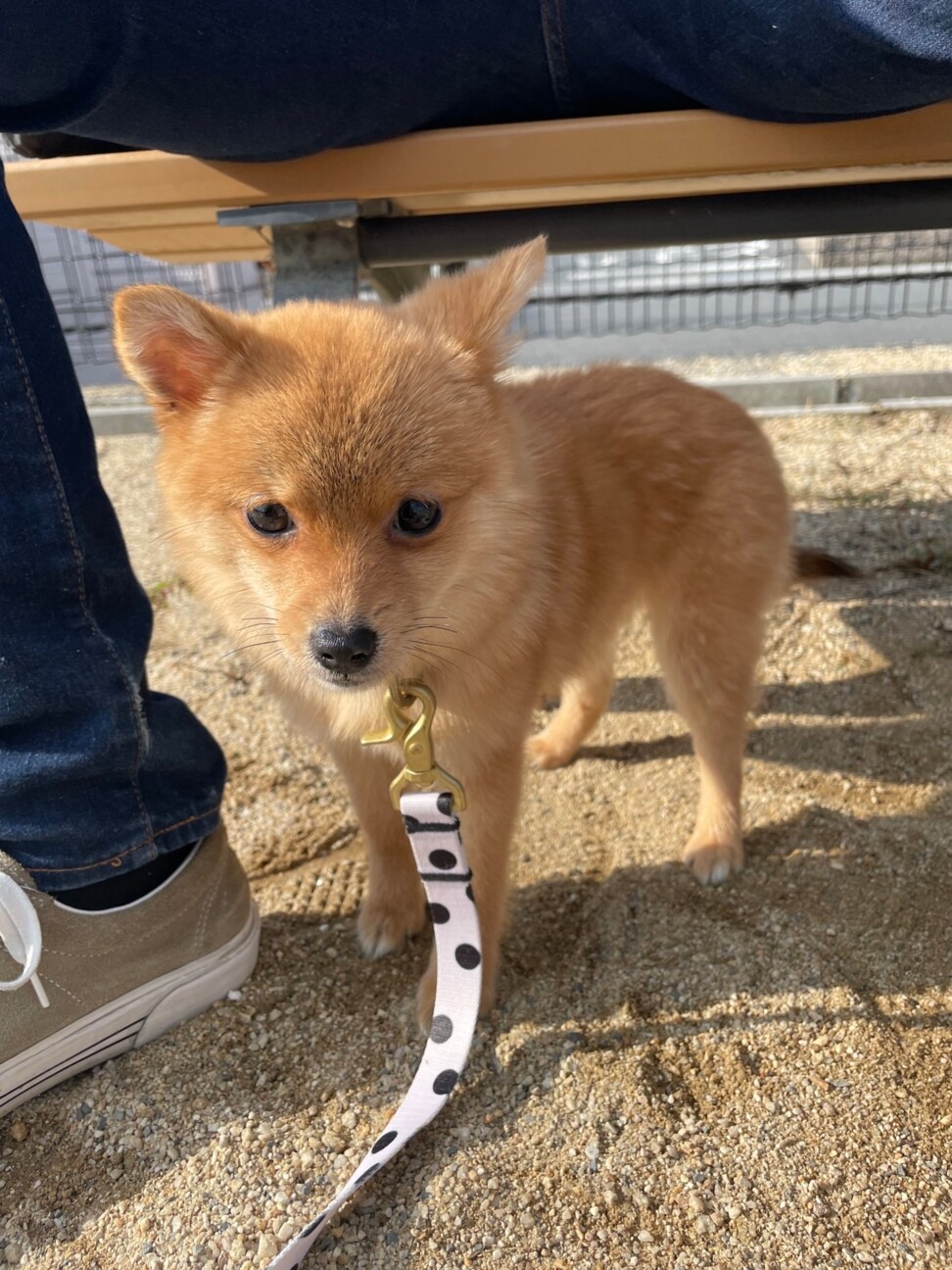ポメラニアンと豆柴mix 滋賀県 犬の里親募集 ペットのおうち 月間利用者150万人