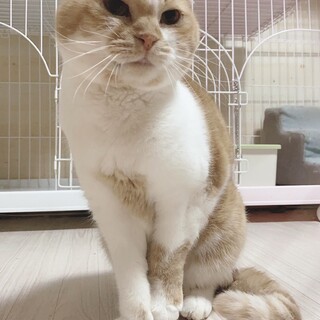 【スコティッシュ】甘えん坊の男の子！はなくん