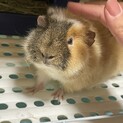 テディモルモット♂