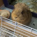 テディモルモット♀