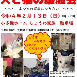 犬と猫の譲渡会