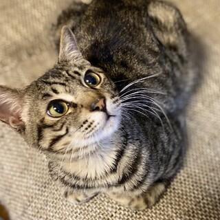 捨て猫かも？人馴れバッチリ可愛いキジ猫くん
