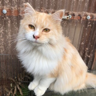 かわいい茶白のふわふわ男の子！美形