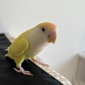 コザクラインコ【 代理投稿 】