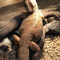 フトアゴヒゲトカゲ　レッド♂ 一時締め切ります
