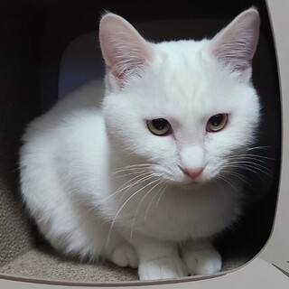 【おっぽっぽ】おかげさまで里親様が決まりました。
