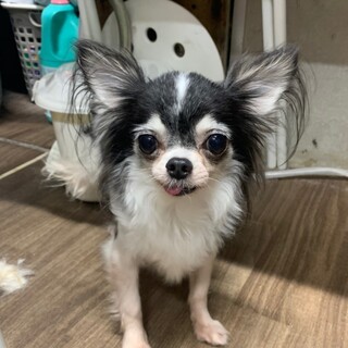 保護犬カフェ 西八王子店が投稿した里親募集 ペットのおうち 月間利用者150万人 保護犬カフェ 西八王子店が投稿した里親募集 ペットのおうち 月間利用者150万人