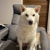 ななみ