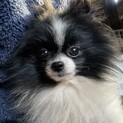 超美男子、3歳ポメラニアン男子「仁丹」くん