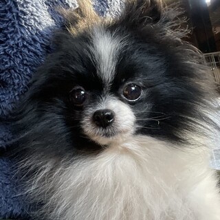 超美男子、3歳ポメラニアン男子「仁丹」くん