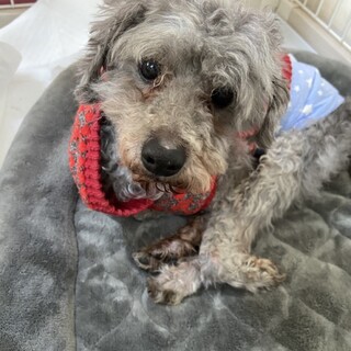 保護犬カフェ 西八王子店が投稿した里親募集 ペットのおうち 月間利用者150万人 保護犬カフェ 西八王子店が投稿した里親募集 ペットのおうち 月間利用者150万人