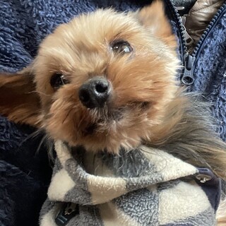 ご覧の通り超可愛いヨーキー「ザラメ」くん