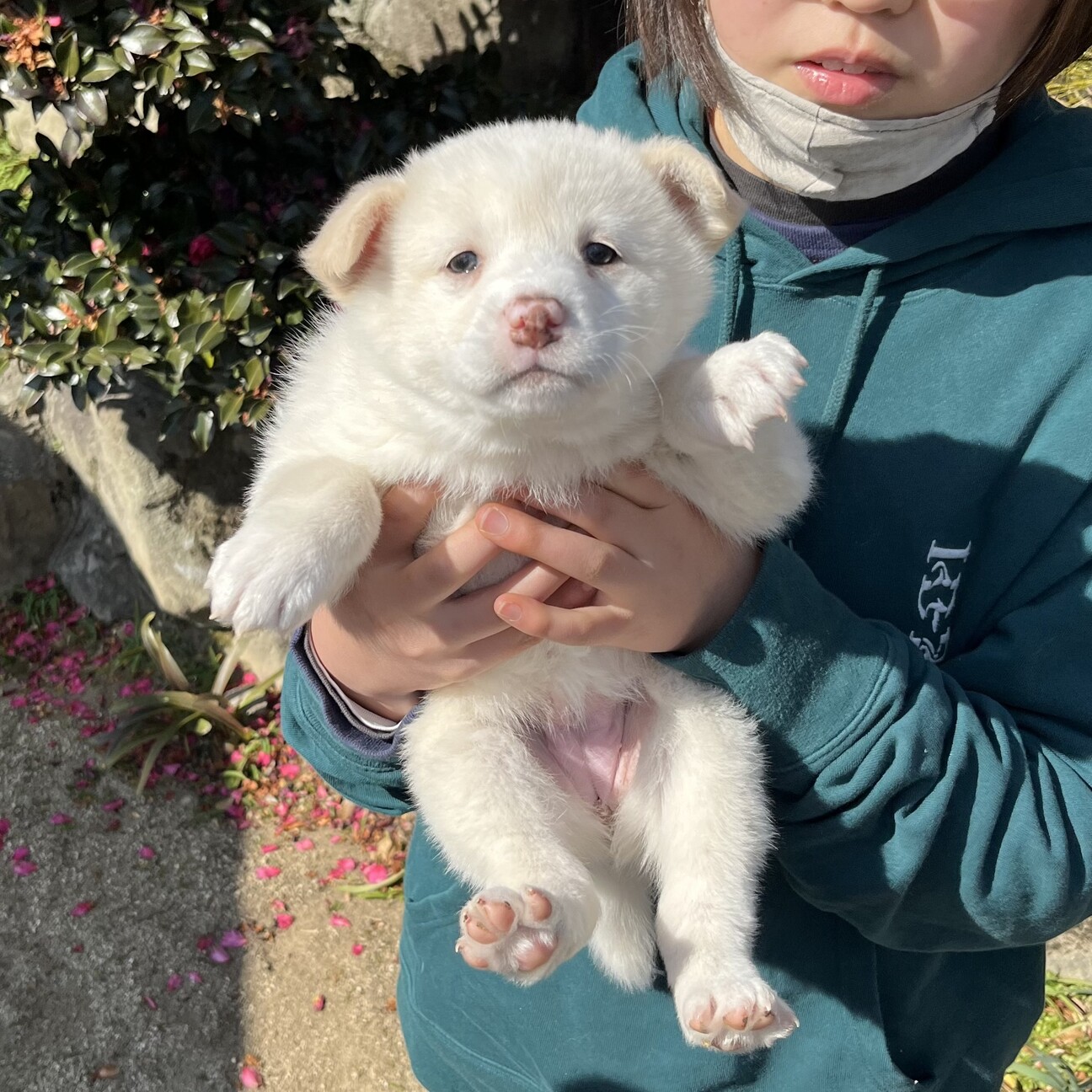 フワフワ人懐こい女の子 香川県 犬の里親募集 ペットのおうち 月間利用者150万人