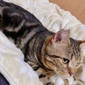 アメショ　レッドタビーの男の子