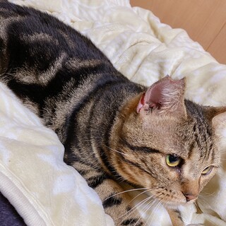 アメショ　レッドタビーの男の子