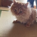 長毛の子猫里親募集します！