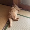 長毛の子猫里親募集します！ サムネイル2