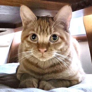 【カエラ】おかげさまで里親様が決まりました。