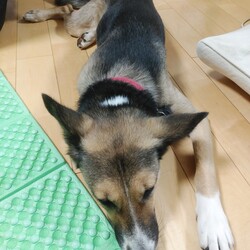 「琳　暖をとる。」サムネイル2