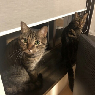 飼い主に見捨てられた2匹《2／13姪浜譲渡会参加》