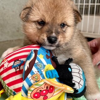 22-M2　柴♂ベビー2022/1/10生まれ♪