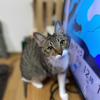 人懐っこいいなり